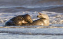 Grey Seals